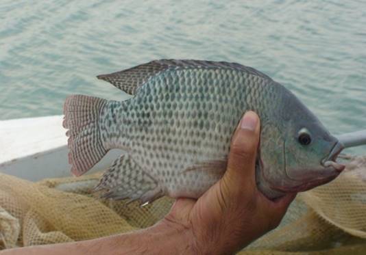 Projet  élevage de poisson